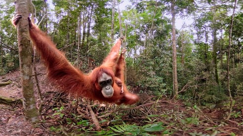 WildImmersion_Orangutan
